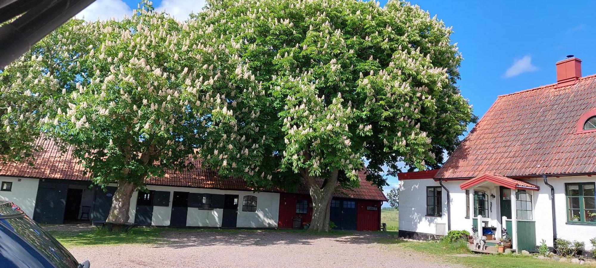 Lantligt Och Lugnt Boende Naera Natur Och Stad Svedala Zewnętrze zdjęcie