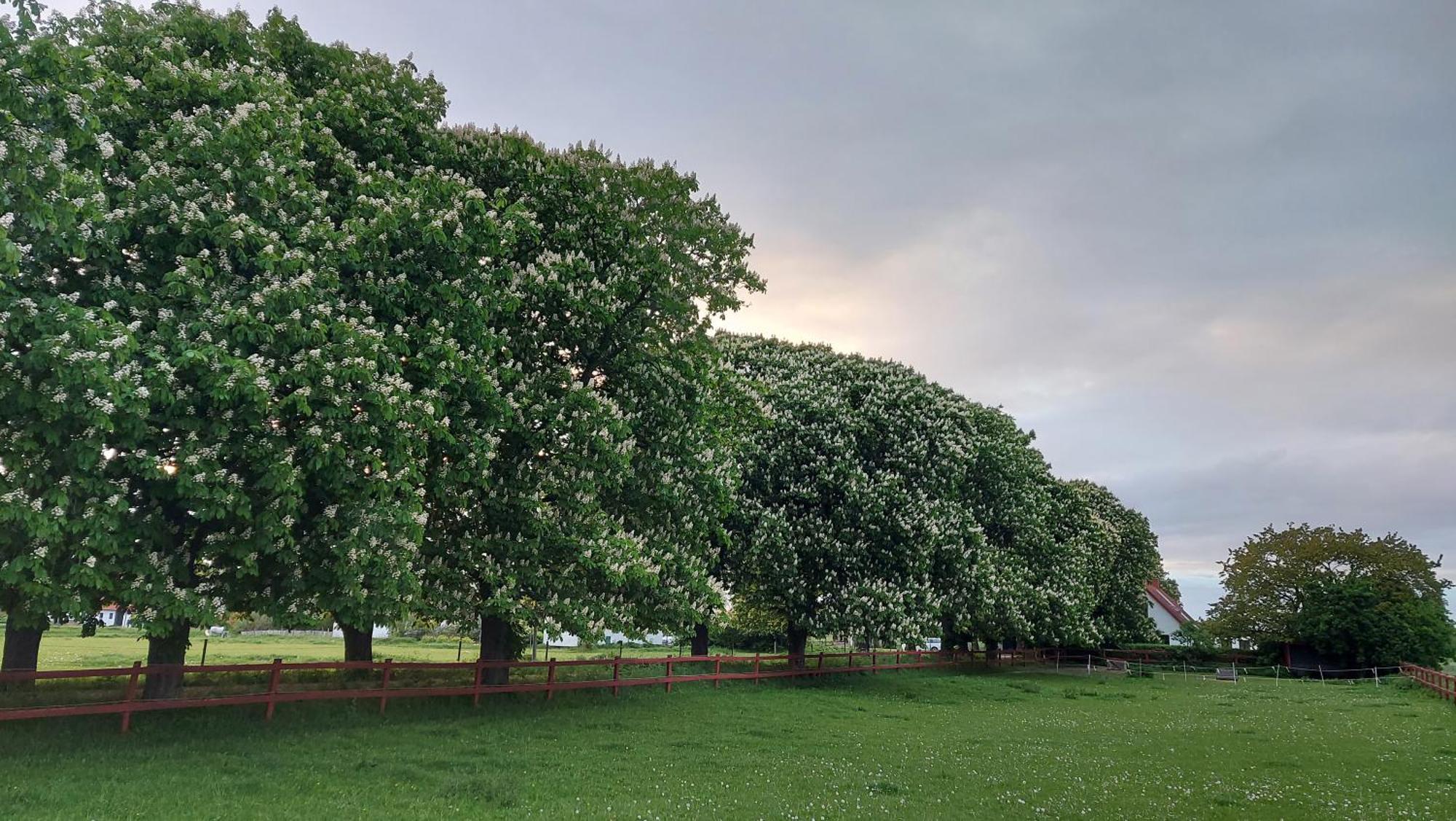 Lantligt Och Lugnt Boende Naera Natur Och Stad Svedala Zewnętrze zdjęcie